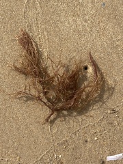 Gracilariaceae