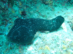 Phallusia fumigata