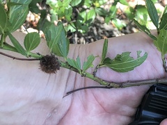 Asphondylia ceanothi