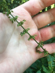 Rumex sanguineus