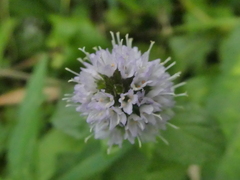 Mentha arvensis