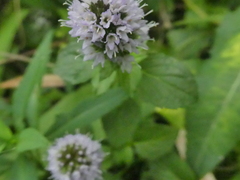 Mentha arvensis