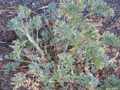 Artemisia absinthium