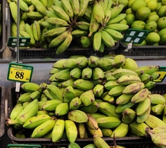 Musa