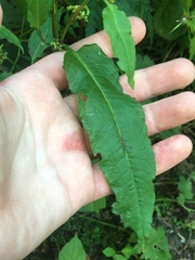 Rumex sanguineus