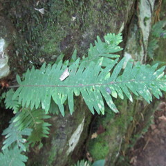 Polypodiaceae