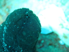 Phallusia fumigata