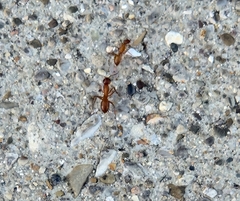 Camponotus castaneus