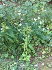 Rumex sanguineus