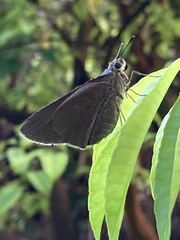 Asbolis capucinus