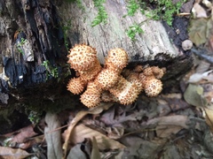 Pholiota squarrosoides