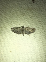 Eupithecia absinthiata