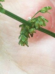 Rumex sanguineus