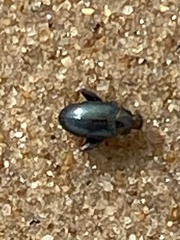 Psylliodes chrysocephala