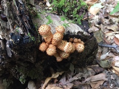 Pholiota squarrosoides