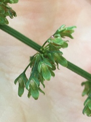 Rumex sanguineus