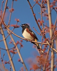 Pipilo erythrophthalmus