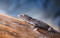 Tarentola americana