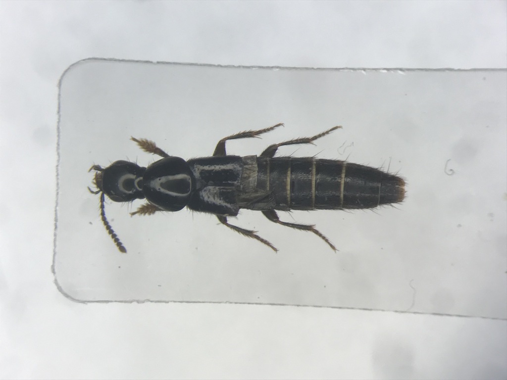 Quedius capucinus