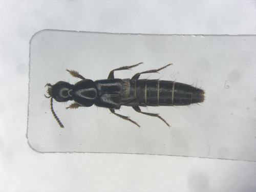 Quedius capucinus