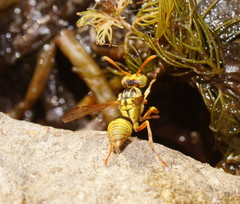 Ropalidia romandi