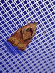 Archips podana