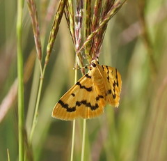 Dichocrocis clytusalis