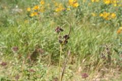 Scirpus pallidus