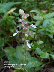 Coleus amboinicus