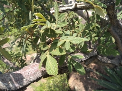 Bursera