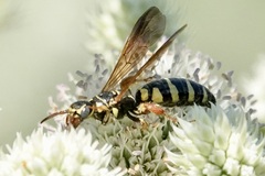 Myzinum quinquecinctum