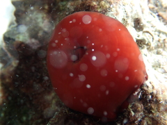 Actinia mediterranea