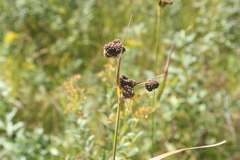 Scirpus pallidus