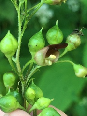 Scrophularia nodosa