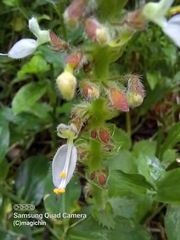 Coleus amboinicus
