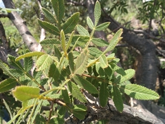 Bursera