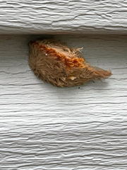 Megalopyge opercularis