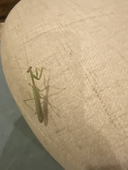 Miomantis