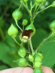 Scrophularia nodosa