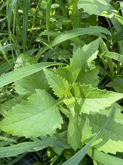 Verbesina microptera