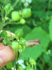 Scrophularia nodosa