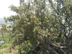 Bursera