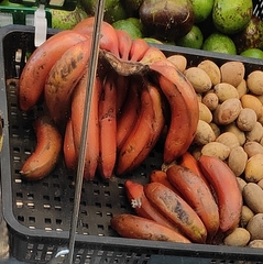Musa