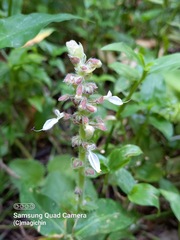 Coleus amboinicus