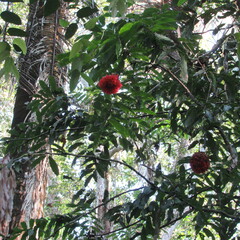 Brownea ariza