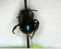Osmia