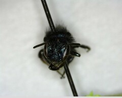 Osmia