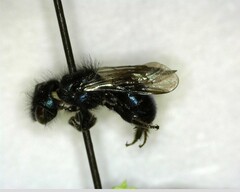 Osmia