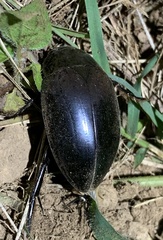 Hydrophilus ovatus