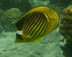 Chaetodon fasciatus